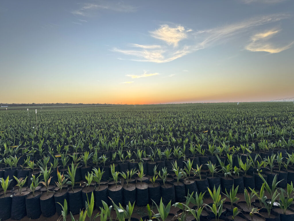 Acelen to Invest US$3 Billion in Macaúba-Based Biofuel Hub