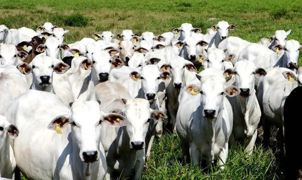 China Reopens U.S. Beef Access, Testing Brazil’s Grip on Its Top Market