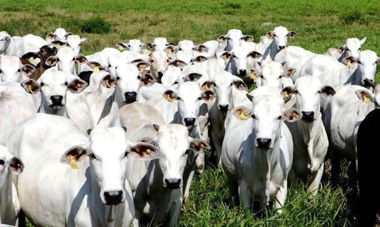 Brazil meat production 2026