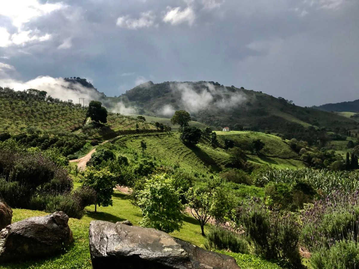 Brazil’s Liquid Gold Rush
