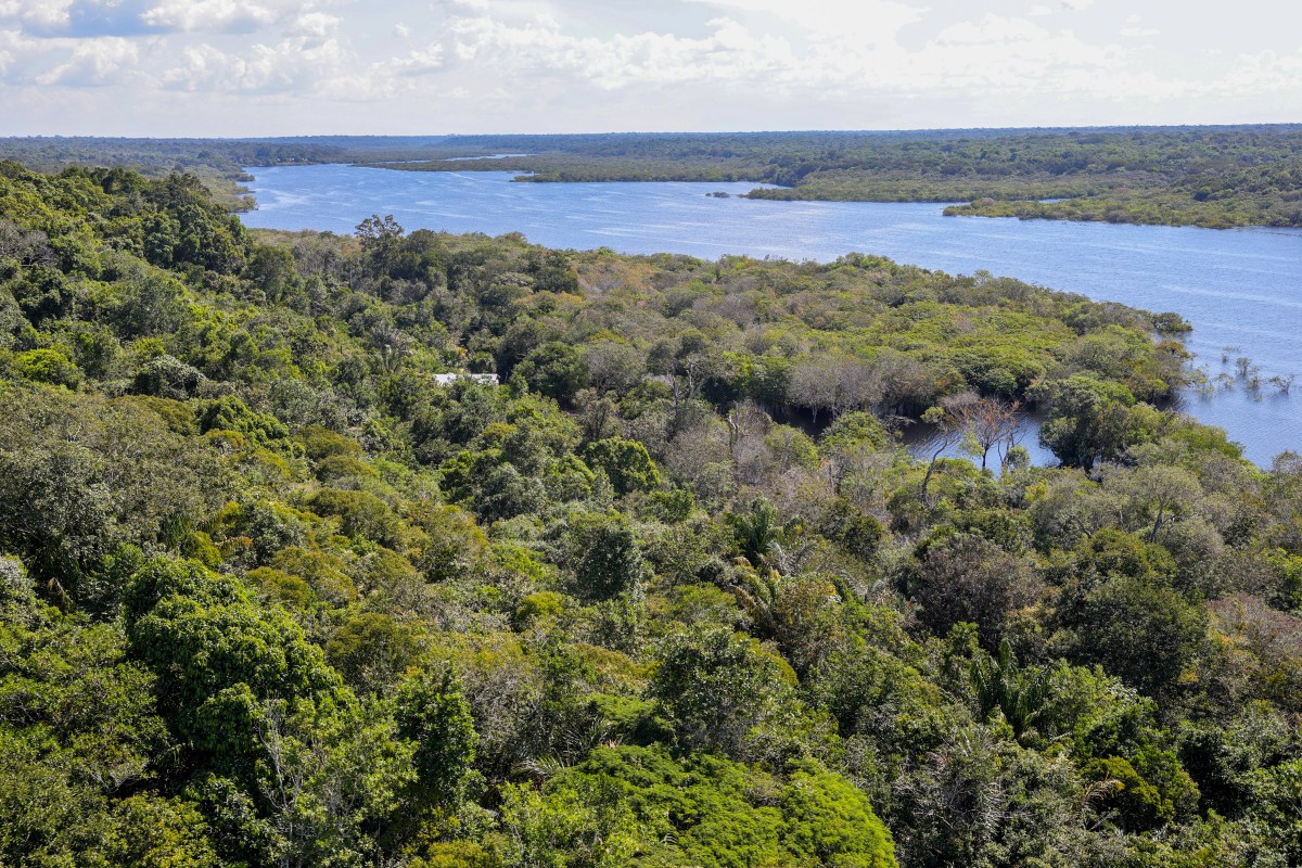 Forest, amazon, river
