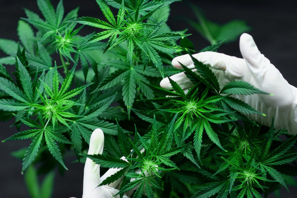 Brazil’s Anvisa Expands Medical Cannabis Rules, Allows Compounding Pharmacies