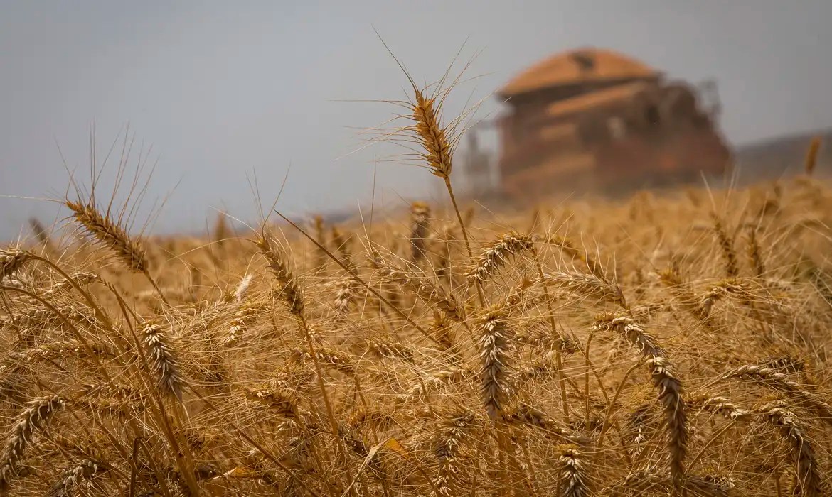 ANP authorizes Brazil’s first wheat-based ethanol plant