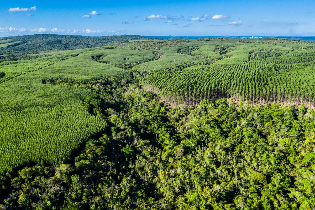 BNDES Approves $40M Eucalyptus Project in Bahia